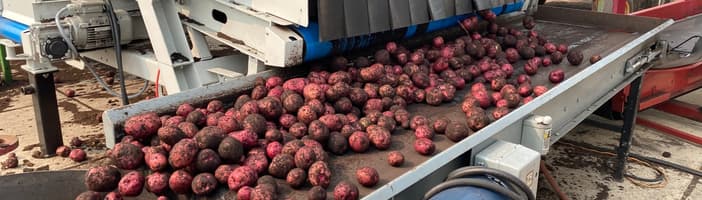 根茎类分选方案 图片 10